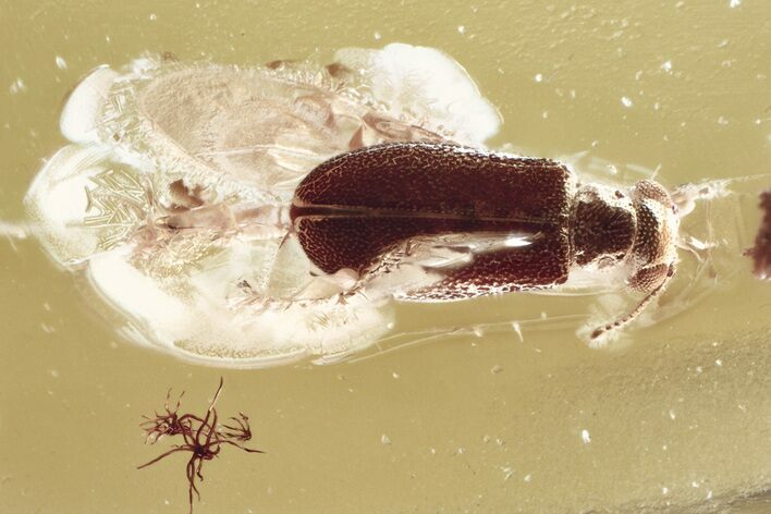 Fossil Ant-Like Leaf Beetle (Palaeocnopus glabicornis) in Baltic Amber #372535